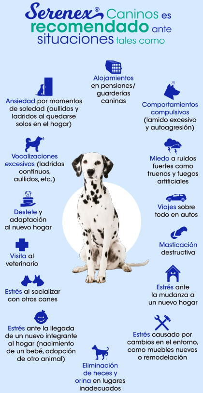 serenex canino