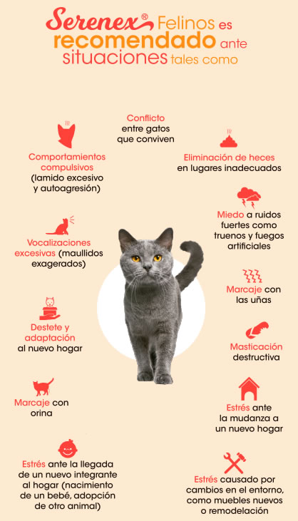 serenex felinos